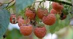 Gele herfstframboos - Rubus ideaus, Plein soleil, Enlèvement ou Envoi, Plantes fruitières, Été