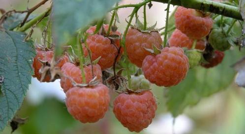 Gele herfstframboos - Rubus ideaus, Jardin & Terrasse, Plantes | Jardin, Plante fixe, Plantes fruitières, Plein soleil, Été, Enlèvement ou Envoi