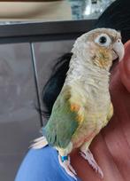 Handtamme pryhurra, Dieren en Toebehoren, Vogels | Parkieten en Papegaaien