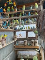 MOOIE KLEUREN WINTERHARD GRASPARKIETEN VANAF 15 EURO/KOPPEL, Dieren en Toebehoren, Meerdere dieren, Parkiet