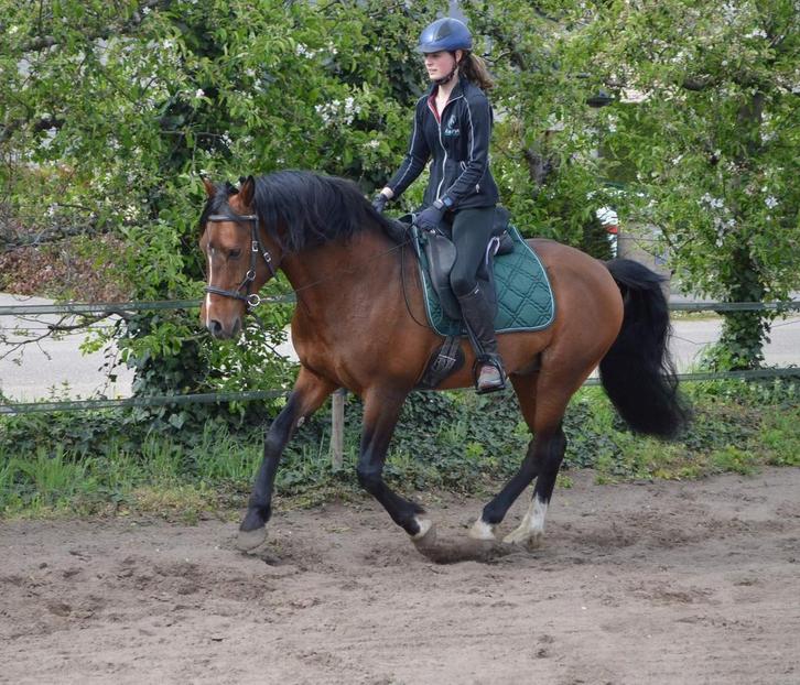 (Door) rijden, zadelmak maken, lessen, Dieren en Toebehoren, Paarden