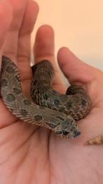 Heterodon nasicus – Arctic Sable (1.0, 2024), Dieren en Toebehoren, Slang, Tam, 0 tot 2 jaar