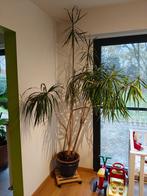 Yucca plant, Tuin en Terras, Planten | Tuinplanten, Ophalen, Overige soorten, Halfschaduw