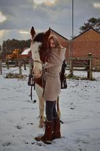Amph hengst, Dieren en Toebehoren, Paarden, Met stamboom, 3 tot 6 jaar, Zadelmak, Hengst
