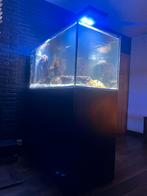 red sea reefer peninsula 500 deluxe, Dieren en Toebehoren, Vissen | Aquaria en Toebehoren, Ophalen, Zo goed als nieuw