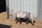 shetland stamboek hengst te koop, Dieren en Toebehoren, Pony's, Hengst, Gechipt, 3 tot 6 jaar