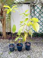 Avocado plant, Huis en Inrichting, Kamerplanten, Ophalen