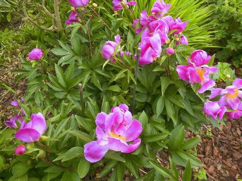 Pioenrozen, Tuin en Terras, Planten | Tuinplanten, Vaste plant, Volle zon, Lente, Ophalen