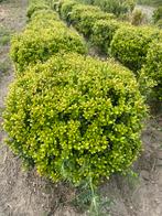 Ilex caroline bollen €30, Tuin en Terras, Ophalen
