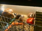 Verschillende mooie gezonde cavia’s zeugjes en beertjes, Dieren en Toebehoren, Cavia, Augustus, Meerdere dieren, Tam