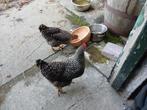 Gratis 2mechelse koekoeks, eten uit de hand en leggen eitjes, Dieren en Toebehoren