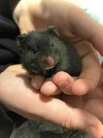 goudhamsters, Dieren en Toebehoren, Knaagdieren, Hamster, Januari, Meerdere dieren, Tam