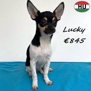 Lucky & Lio Chihuahua reutjes - pups te koop beschikbaar voor biedingen