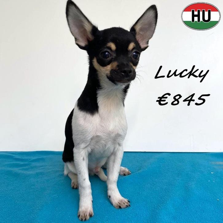 Lucky & Lio Chihuahua reutjes - pups te koop, Dieren en Toebehoren, Honden | Chihuahua's en Gezelschapshonden, Reu, Chihuahua