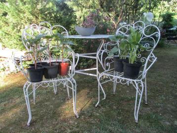 Jonge planten , zie omschrijving, Tuin en Terras, Ophalen, Vaste plant, Overige soorten