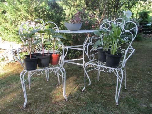 Jonge planten , zie omschrijving, Tuin en Terras, Planten | Tuinplanten, Vaste plant, Overige soorten, Ophalen