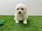 Nestje Bichon Frisé pups, België, Overige rassen, CDV (hondenziekte), 8 tot 15 weken