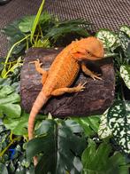 Jonge Baardagaam – Hypo Translucent Red/Orange Leatherback