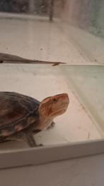 Kinosternon cruentatum, Dieren en Toebehoren, Ophalen