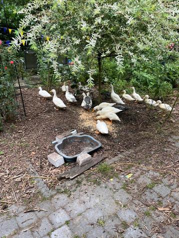 Eenden, Sexe inconnu, Canard
