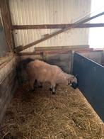 Wallisser zwartneus, Dieren en Toebehoren, Schapen, Geiten en Varkens