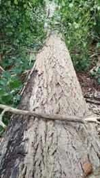 Bomen te kappen, Doe-het-zelf en Bouw, Hout en Planken, Ophalen