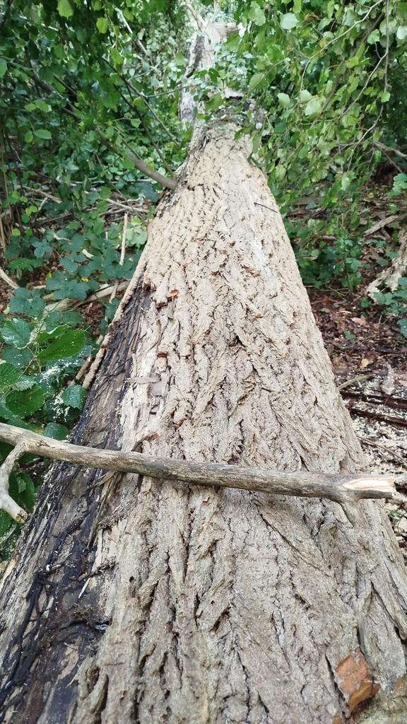 Bomen te kappen, Doe-het-zelf en Bouw, Hout en Planken, Ophalen