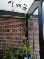 Trois arbres Citronnier, Enlèvement