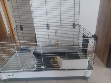 Cages pour cobayes avec accessoires, Enlèvement ou Envoi, Utilisé