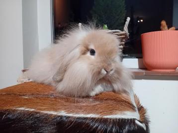 Nederlandse Hangoordwerg, Femelle, Petit, Oreilles tombantes, 0 à 2 ans