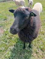 Braaf skudde schaap (ooi), Dieren en Toebehoren, Schapen, Geiten en Varkens, Vrouwelijk, Schaap, 0 tot 2 jaar