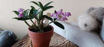 Geurende Australische Orchidee Dendrobium kingianum 🦘 beschikbaar voor biedingen