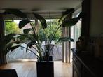 Strelitzia Nicolai, Huis en Inrichting, Kamerplanten, Groene kamerplant, Ophalen, Volle zon, 200 cm of meer