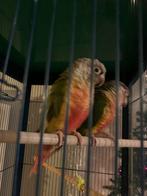 koppel pyrhuras, Dieren en Toebehoren, Vogels | Parkieten en Papegaaien