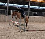 Zeer gave, knappe en brave allround D pony!!️, Dieren en Toebehoren, Merrie, B, Gechipt, Dressuurpony