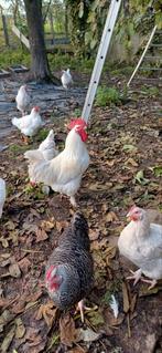 Haan, Dieren en Toebehoren, Vogels | Overige Vogels