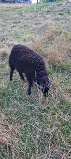 Schapen, Dieren en Toebehoren, Mannelijk, Schaap, 0 tot 2 jaar