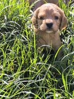 Cocker spaniel pups, Dieren en Toebehoren, Honden | Retrievers, Spaniëls en Waterhonden, België, CDV (hondenziekte), 8 tot 15 weken