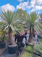 Yucca filifera x treculeana, Tuin en Terras, Ophalen of Verzenden