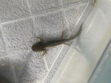 Axolotls te koop