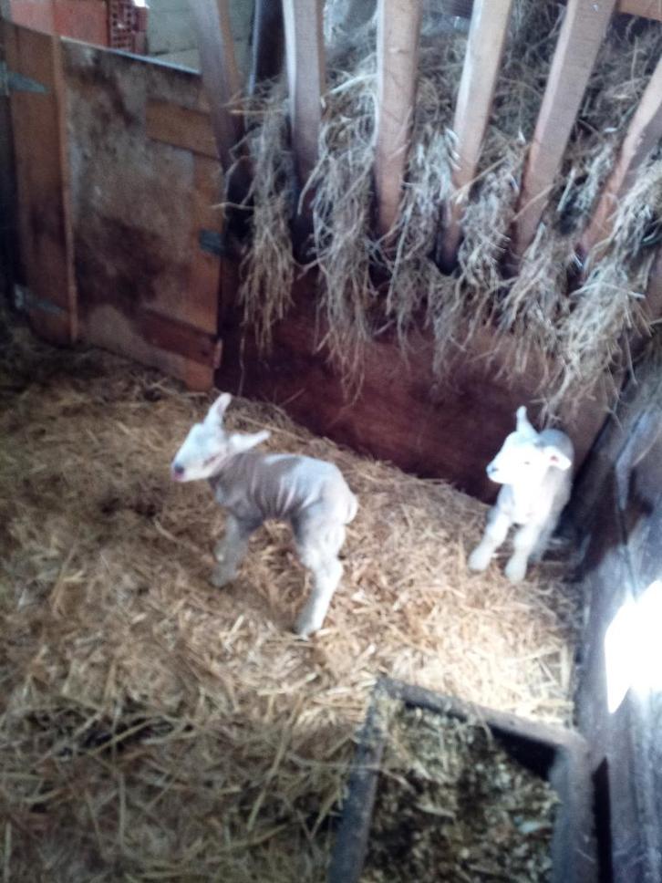 schaap ooi met lammeren te koop, Dieren en Toebehoren, Schapen, Geiten en Varkens, Schaap