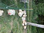 Vethanen, Dieren en Toebehoren, Pluimvee, Mannelijk, Kip