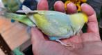 Perruche ondulee eam, Dieren en Toebehoren, Vogels | Parkieten en Papegaaien, Parkiet