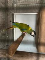Male ara collier jaune, Dieren en Toebehoren, Mannelijk
