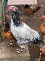 Jonge haan zoekt nieuwe thuis, Dieren en Toebehoren, Mannelijk, Kip