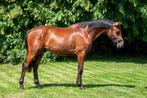 2 jarige hengst, Chic vd Wittert Z, Dieren en Toebehoren, Paarden, Springpaard, Minder dan 160 cm, 0 tot 2 jaar, Hengst