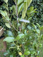 Prunus rotundifolia 150-175, Ophalen