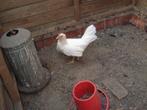 witte leghorn hen, Dieren en Toebehoren, Pluimvee, Vrouwelijk, Kip