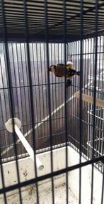 distel vinken, Dieren en Toebehoren, Ophalen