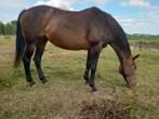 Fokmerrie, weidemaatje, Dieren en Toebehoren, Paarden, Merrie, Gechipt, M, 160 tot 165 cm